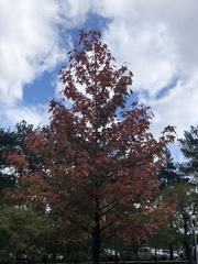 Magnoliopsida