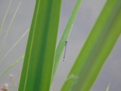 Ischnura elegans