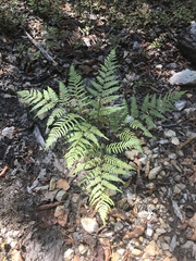 Pteridium latiusculum