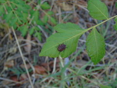 Graphosoma italicum italicum