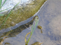 Pelophylax kurtmuelleri