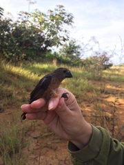 Sporophila angolensis