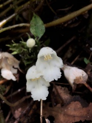 Gomphostemma chinense