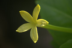 Brighamia insignis