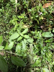 Gomphostemma chinense