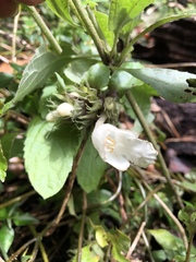 Gomphostemma chinense