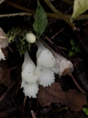 Gomphostemma chinense