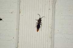 Sphaeropthalma marpesia