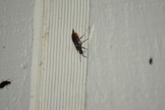 Sphaeropthalma marpesia