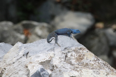 Sceloporus minor cyaneus