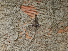 Tropidurus semitaeniatus