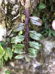 Dendrobium chameleon