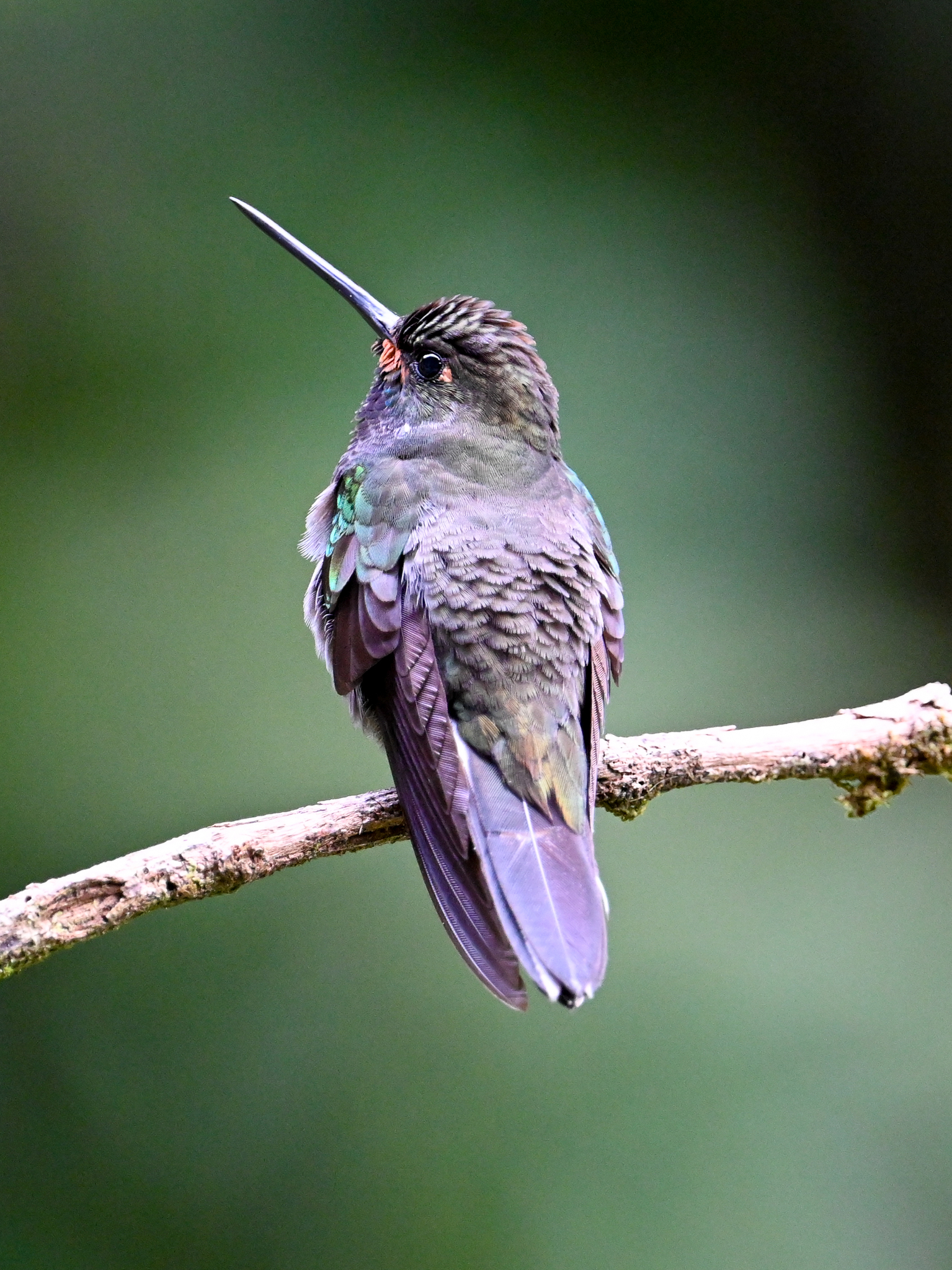 Rufous-gaped Hillstar (Urochroa bougueri), photo 7