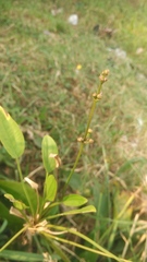 Echinodorus palifolius