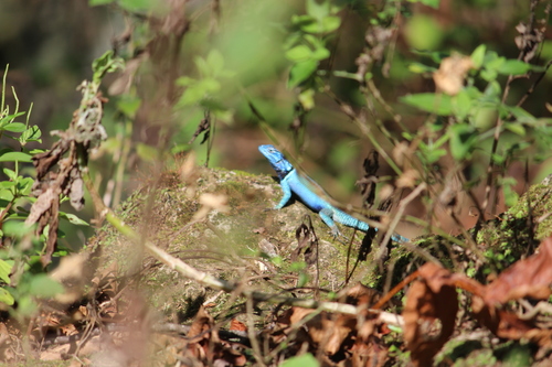 Blue-spotted Spiny Lizard [cyanostictus], Sceloporus jarrovii