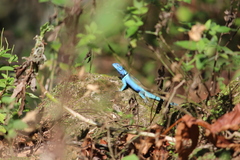 Sceloporus minor cyaneus