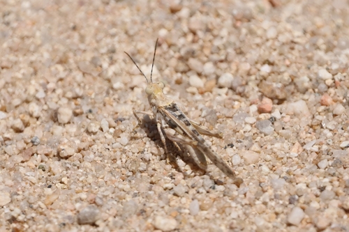 Derotmema laticinctum