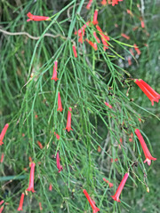 Russelia equisetiformis