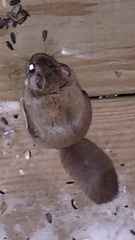 Glaucomys