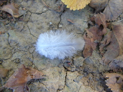 Streptopelia decaocto