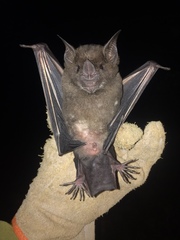 Phyllostomus hastatus