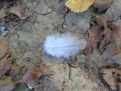 Streptopelia decaocto