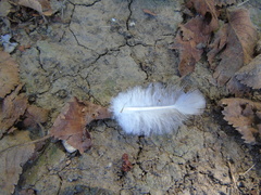 Streptopelia decaocto