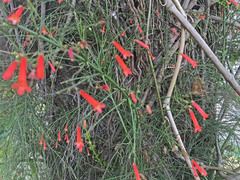 Russelia equisetiformis