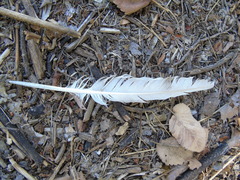 Anser anser domesticus