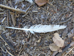 Anser anser domesticus