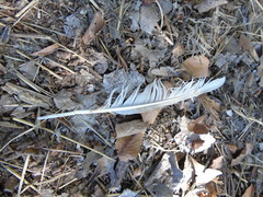 Anser anser domesticus