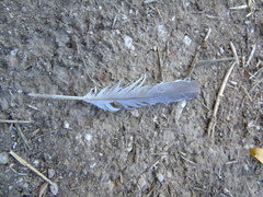 Streptopelia decaocto