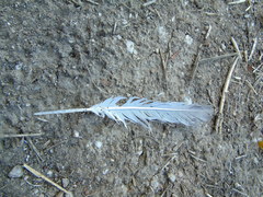 Streptopelia decaocto