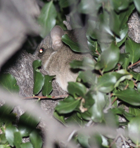 Bennett's Chinchilla Rat