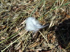 Streptopelia decaocto