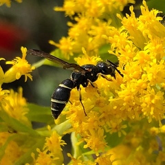 Parancistrocerus pensylvanicus