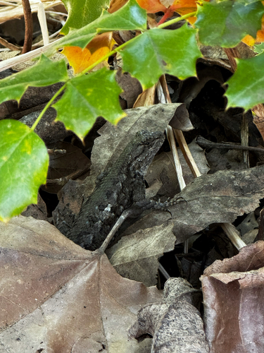 iNaturalist observation photo of Western Fence Lizard