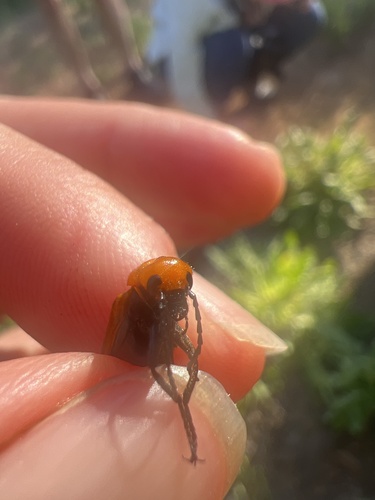 iNaturalist observation photo of Nemognatha scutellaris
