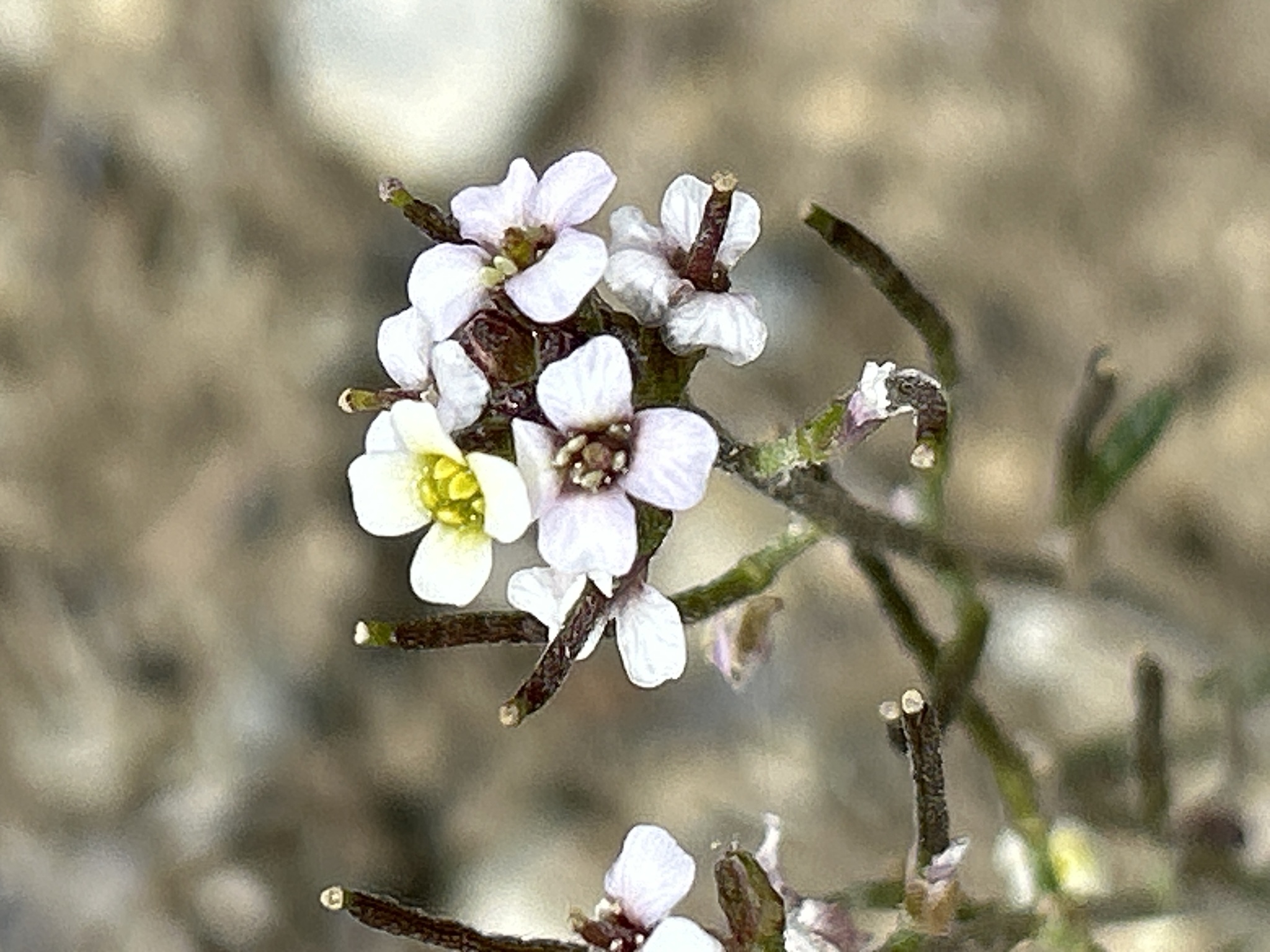 Braya humilis