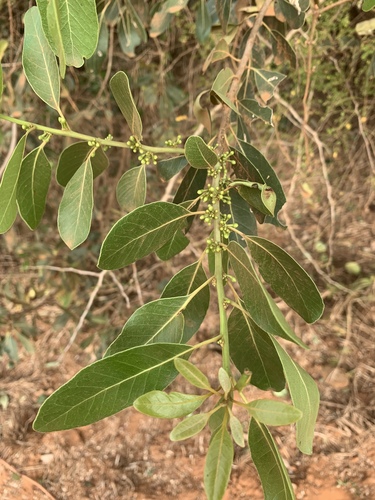 Southern White Milkwood