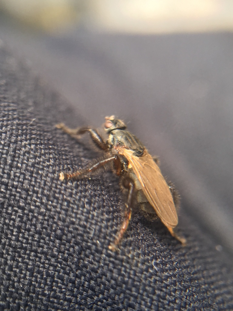Coelopa pilipes