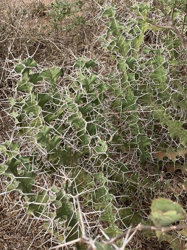 Euphorbia grandicornis image