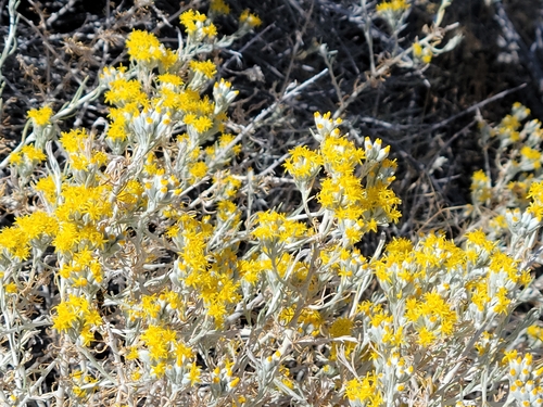dune horsebrush (Tetradymia tetrameres)