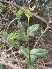 Salvadora persica persica
