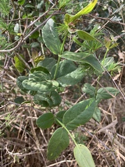 Salvadora persica persica