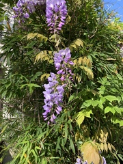 Wisteria