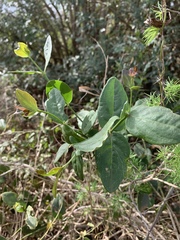 Salvadora persica persica