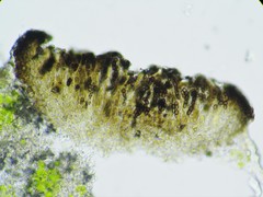 Karschia talcophila