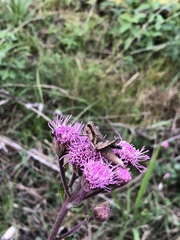 Vernonanthura nudiflora
