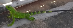 Iguana iguana